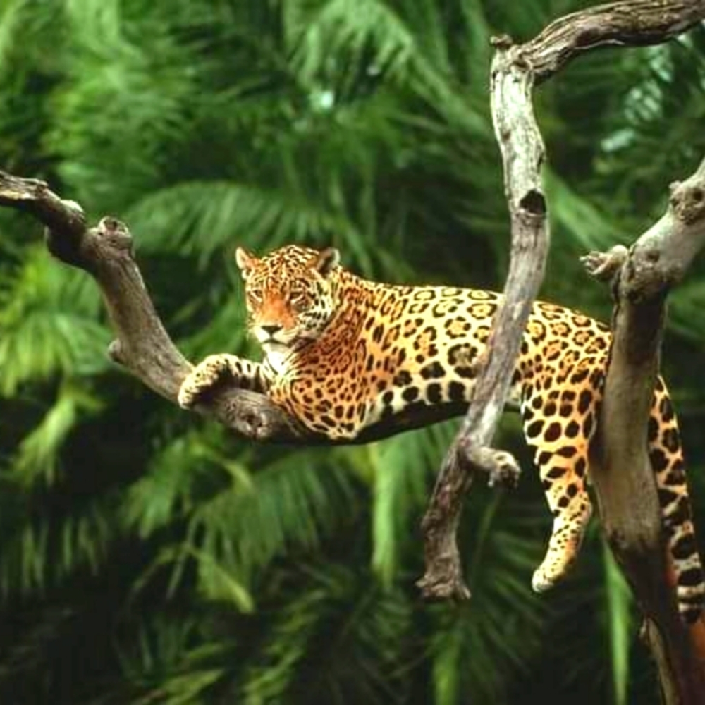 Everything Good Is Wild And Free. Henry David Thoreau